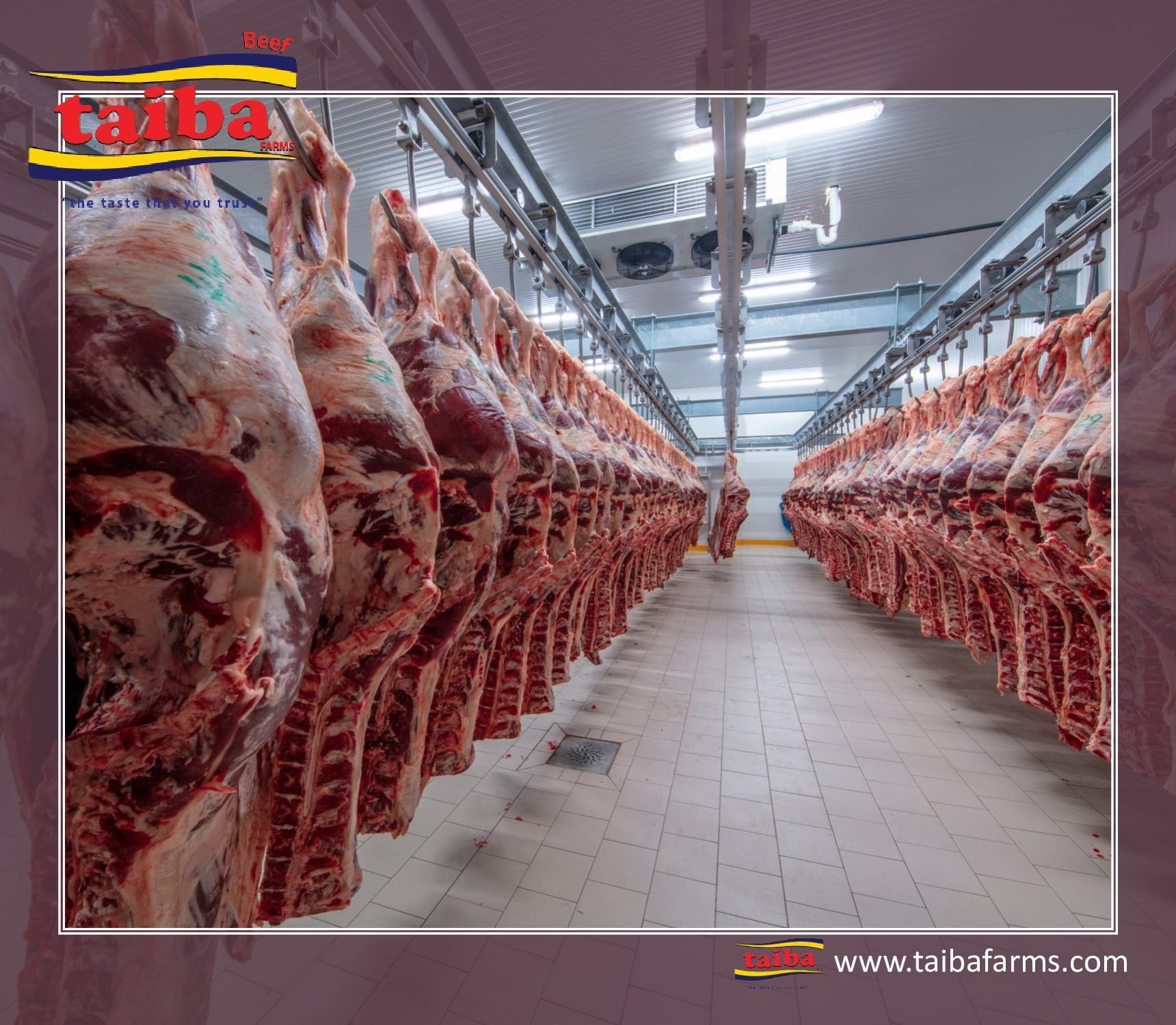 Qualité Exporter de la viande, exporter de la viande congelée de Brésil