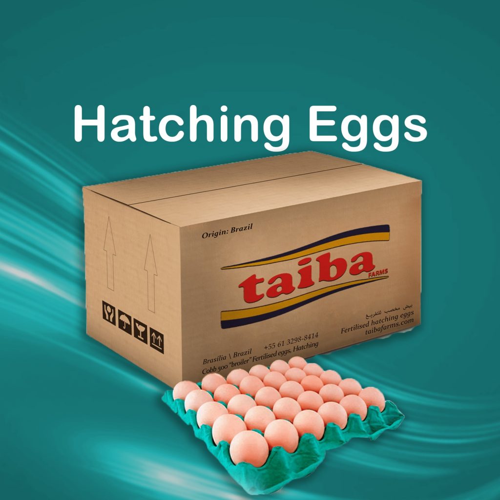hatching-eggs-fertelized-eggs-hatchery-eggs-poultry-haching-eggs-suppliers-wholesalers-destributors-in-uae-dubai-sharjah-abu-dhabi